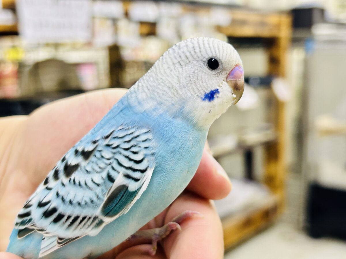 ✨最新画像✨kawaiiを巻き起こす‼️スイスイ団扇🪭💧セキセイインコ(水色オパーリン/2026年7月生まれ) セキセイインコ