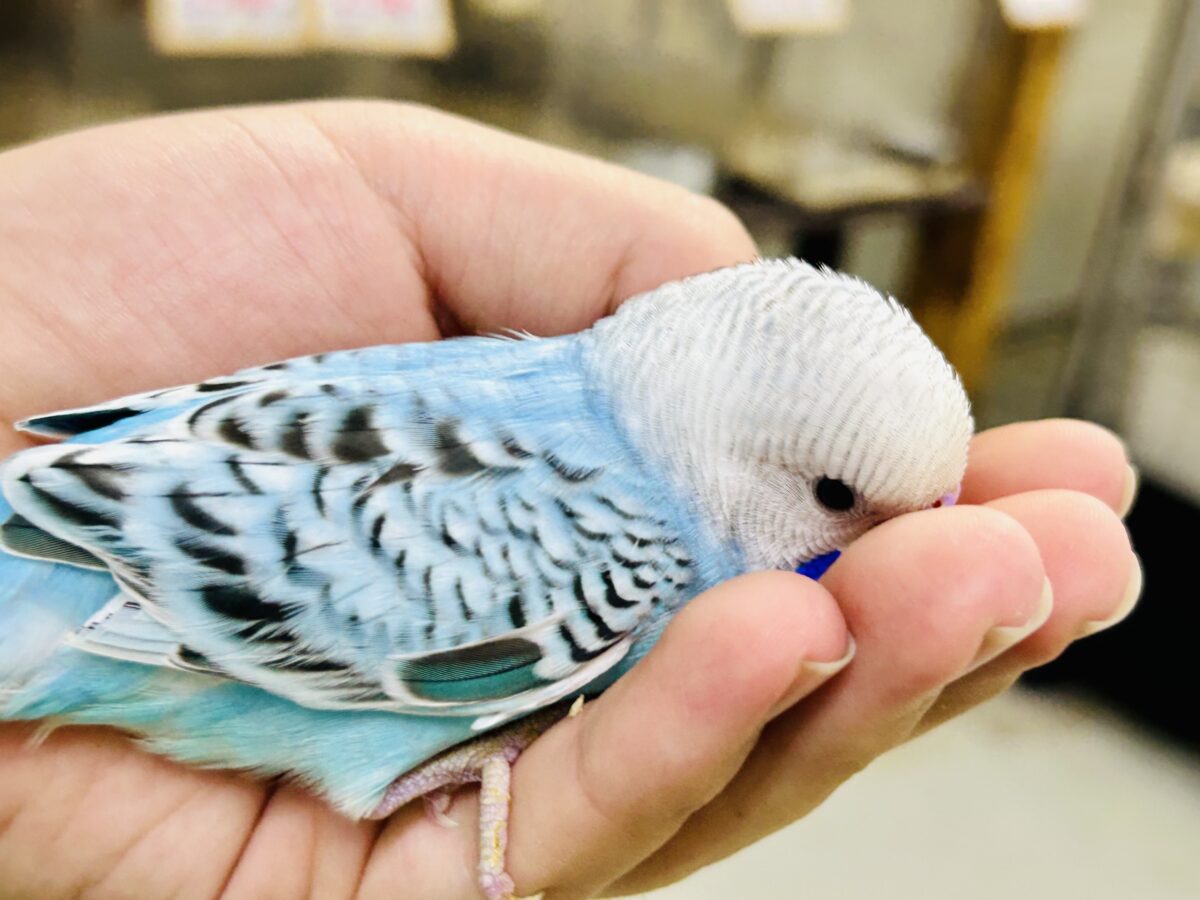 ✨最新画像✨kawaiiを巻き起こす‼️スイスイ団扇🪭💧セキセイインコ(水色オパーリン/2026年7月生まれ) セキセイインコ