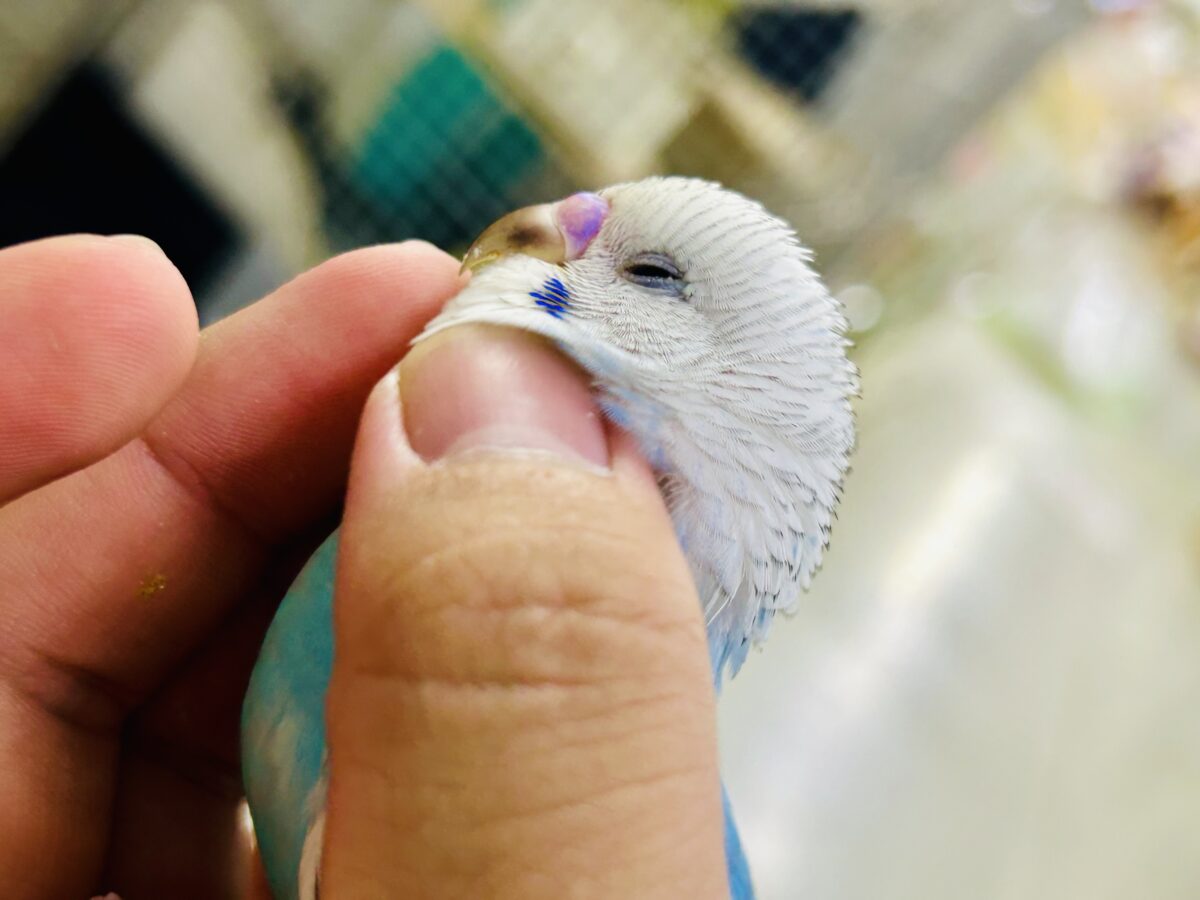 ✨最新画像✨kawaiiを巻き起こす‼️スイスイ団扇🪭💧セキセイインコ(水色オパーリン/2026年7月生まれ) セキセイインコ