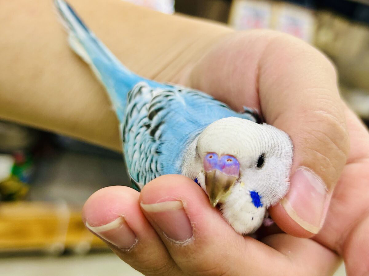 ✨最新画像✨kawaiiを巻き起こす‼️スイスイ団扇🪭💧セキセイインコ(水色オパーリン/2026年7月生まれ) セキセイインコ