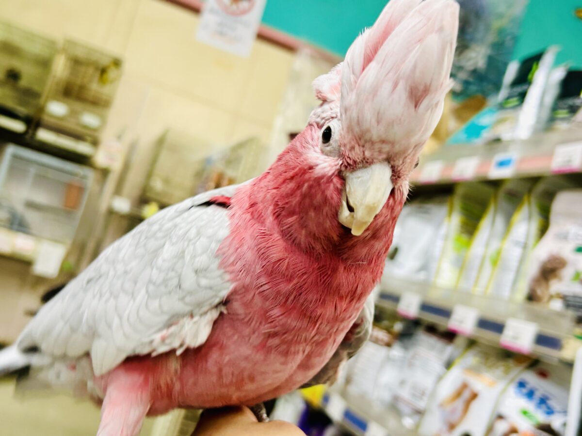 【動画更新☆☆】かわいさプワワッ💖✧*。オドロキ桃の木❕🍑💭モモイロインコ(2024年4月生まれ) モモイロインコ