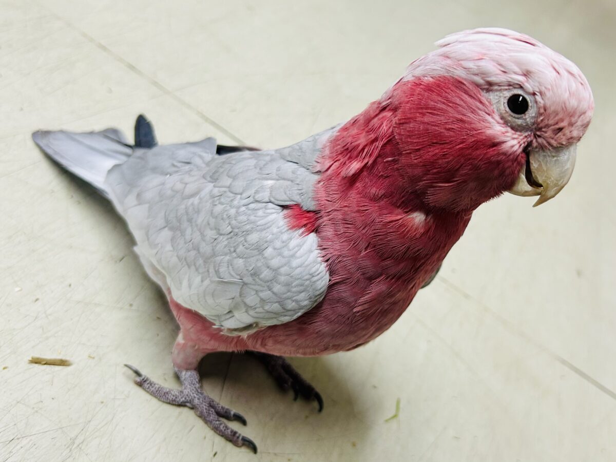 【動画更新☆☆】かわいさプワワッ💖✧*。オドロキ桃の木❕🍑💭モモイロインコ(2024年4月生まれ) モモイロインコ