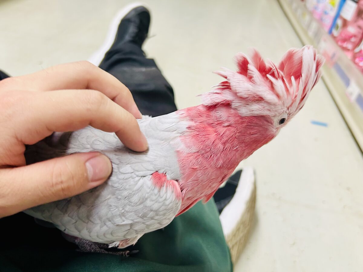 【動画更新☆☆】かわいさプワワッ💖✧*。オドロキ桃の木❕🍑💭モモイロインコ(2024年4月生まれ) モモイロインコ
