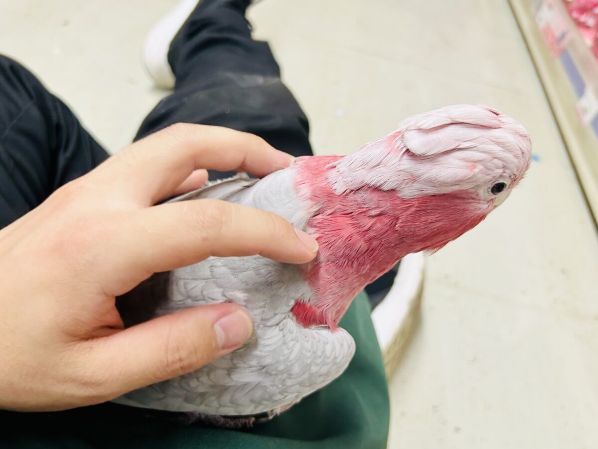 【動画更新☆☆】かわいさプワワッ💖✧*。オドロキ桃の木❕🍑💭モモイロインコ(2024年4月生まれ) モモイロインコ