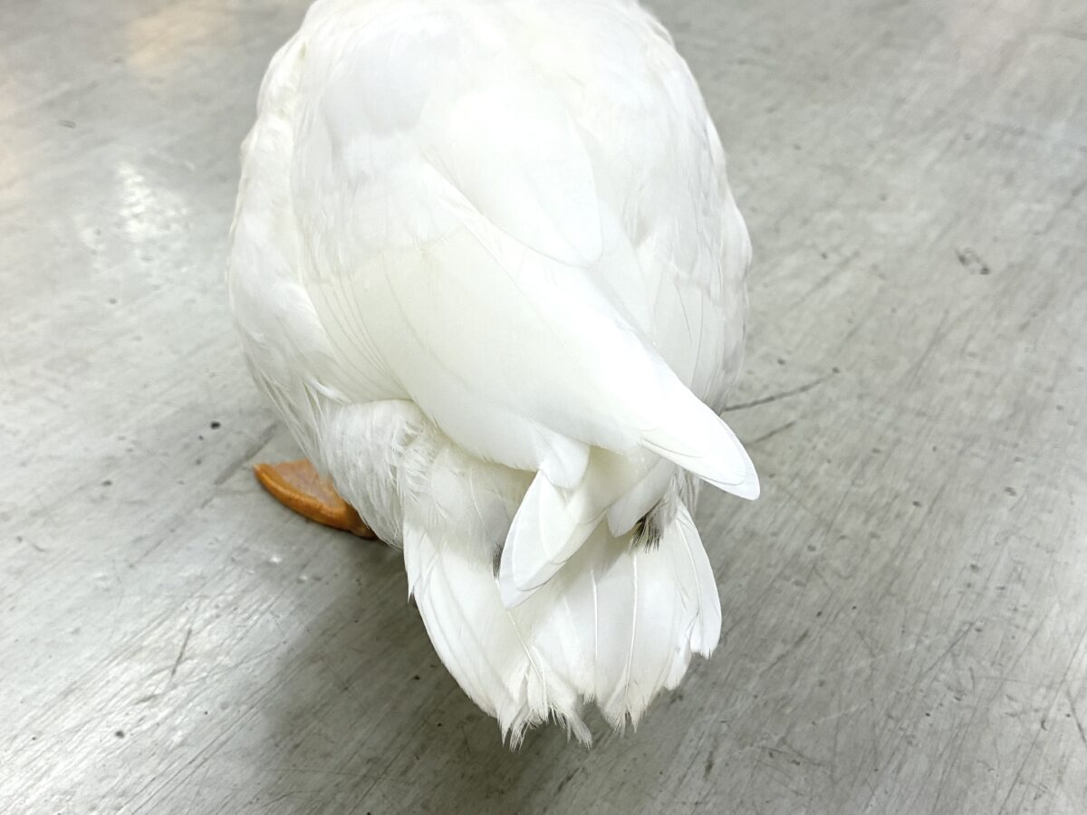 ✨最新画像✨ペタペタ❕( •͈ʚ•͈ )純白のお供がどこまでも〜🐾💭コールダック(2026年6月生まれ) コールダック