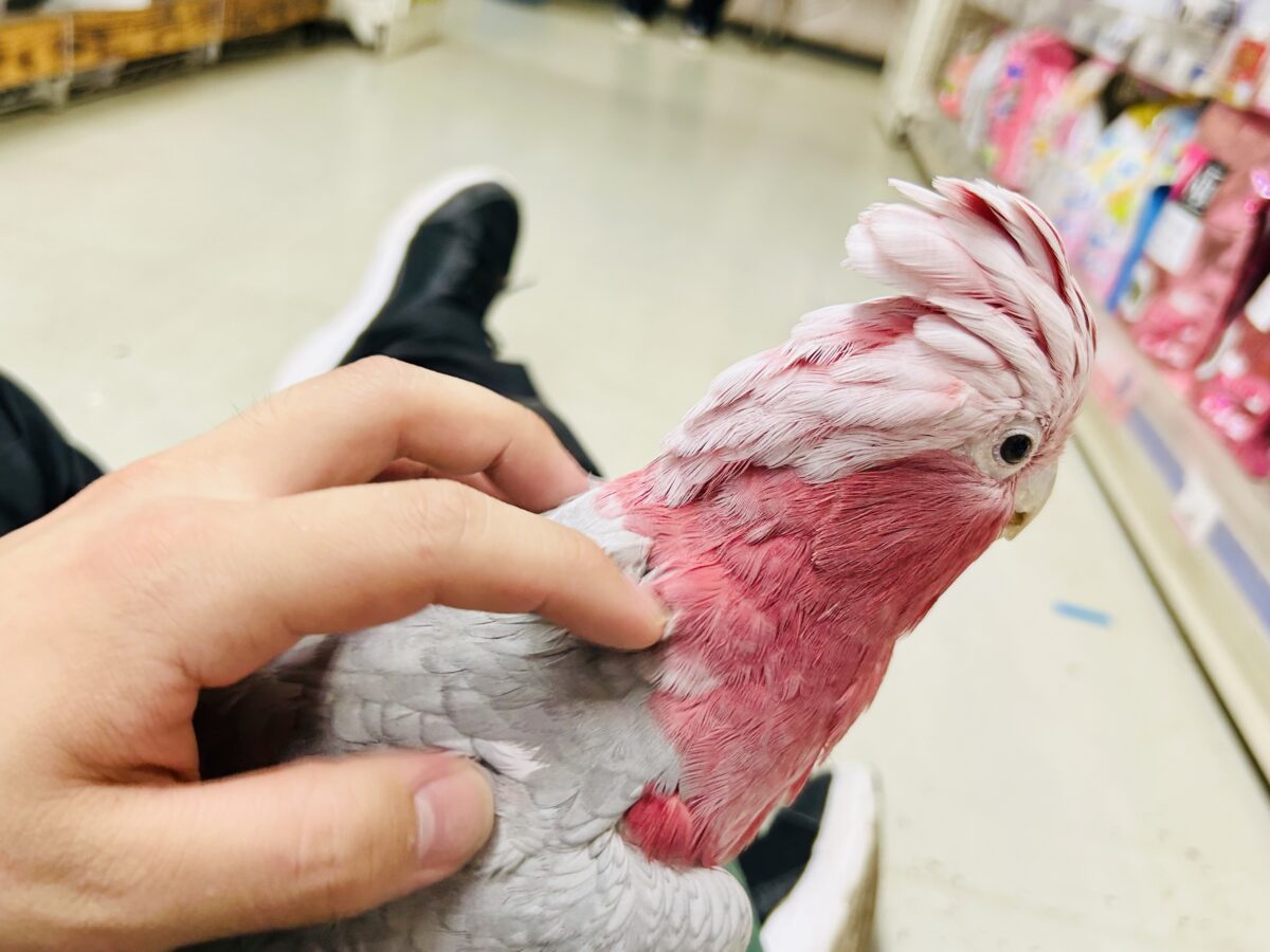 【動画更新☆☆】かわいさプワワッ💖✧*。オドロキ桃の木❕🍑💭モモイロインコ(2024年4月生まれ) モモイロインコ