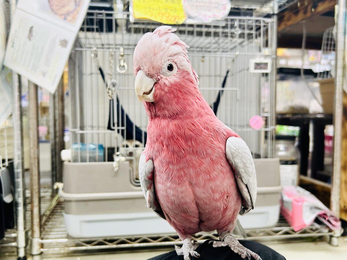 【動画更新☆☆】かわいさプワワッ💖✧*。オドロキ桃の木❕🍑💭モモイロインコ(2024年4月生まれ) モモイロインコ