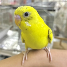 カワイさ飛び越え〜る❕–点線—セキセイインコ(イエローハルクイン/2026年5月生まれ)①