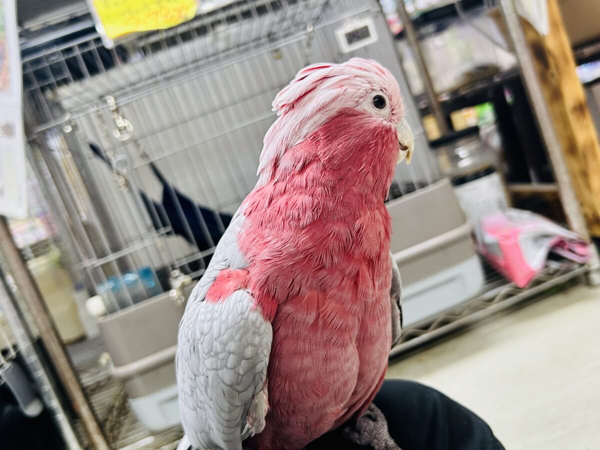【動画更新☆☆】かわいさプワワッ💖✧*。オドロキ桃の木❕🍑💭モモイロインコ(2024年4月生まれ) モモイロインコ