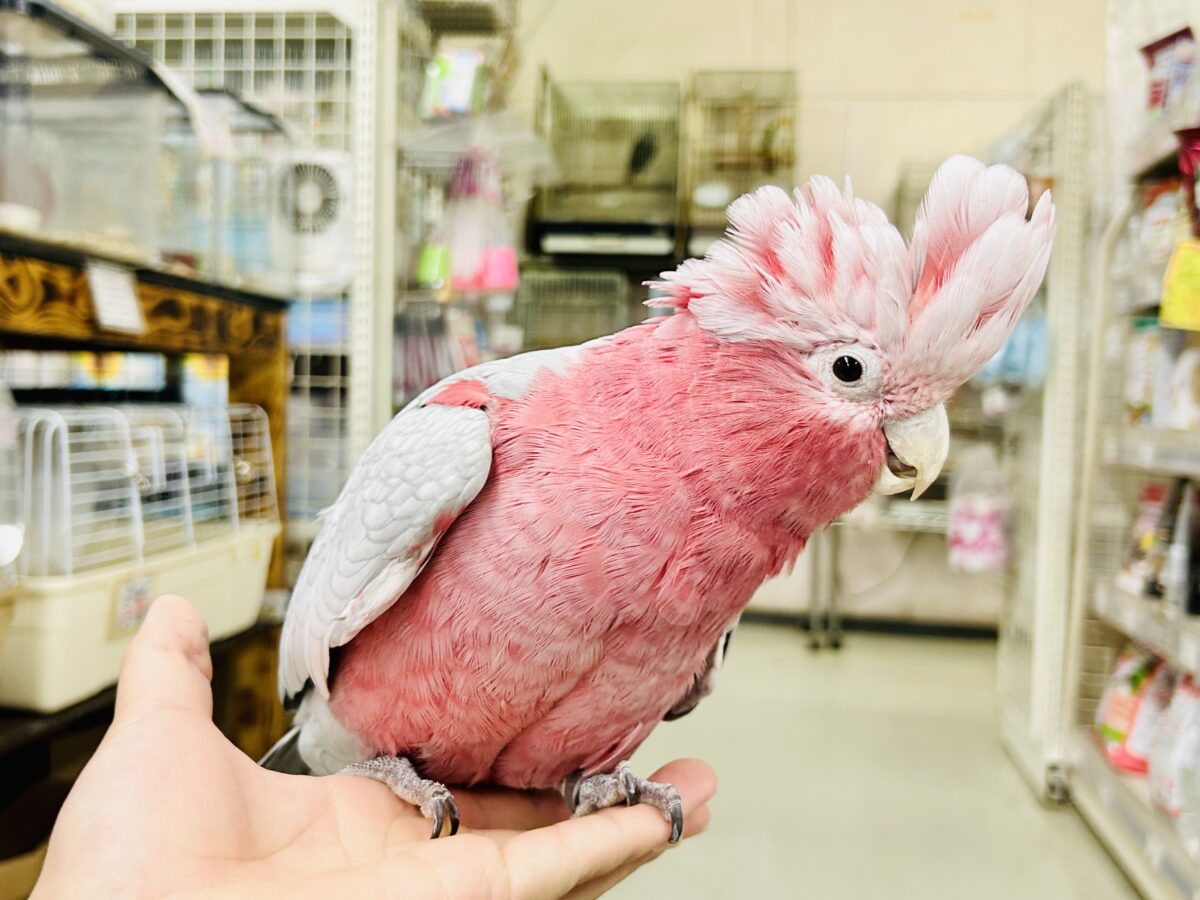 【動画更新☆☆】かわいさプワワッ💖✧*。オドロキ桃の木❕🍑💭モモイロインコ(2024年4月生まれ) モモイロインコ