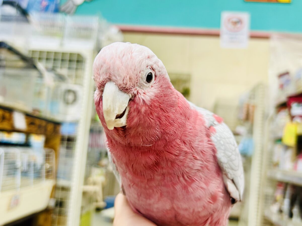 【動画更新☆☆】かわいさプワワッ💖✧*。オドロキ桃の木❕🍑💭モモイロインコ(2024年4月生まれ) モモイロインコ