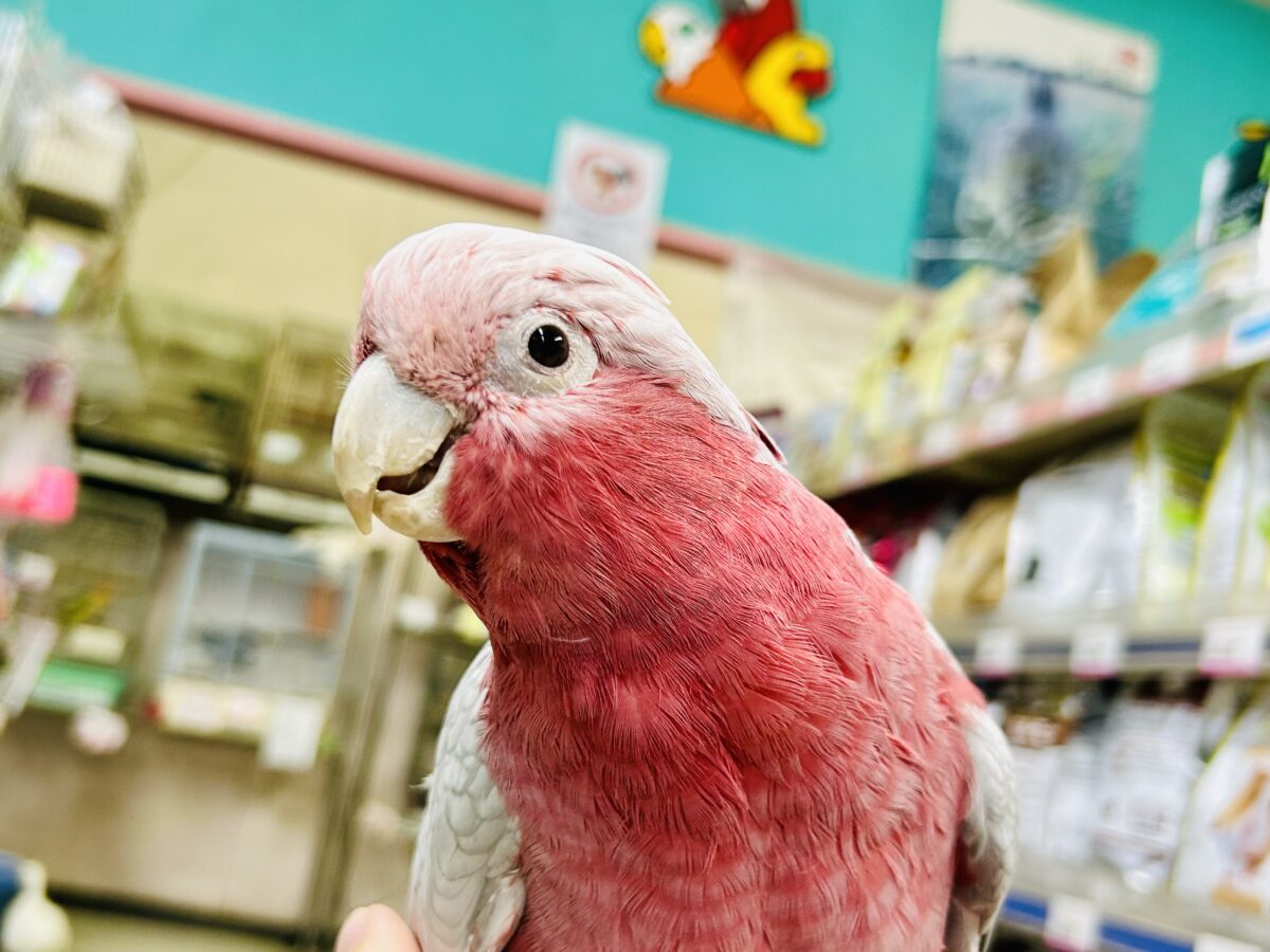 【動画更新☆☆】かわいさプワワッ💖✧*。オドロキ桃の木❕🍑💭モモイロインコ(2024年4月生まれ) モモイロインコ