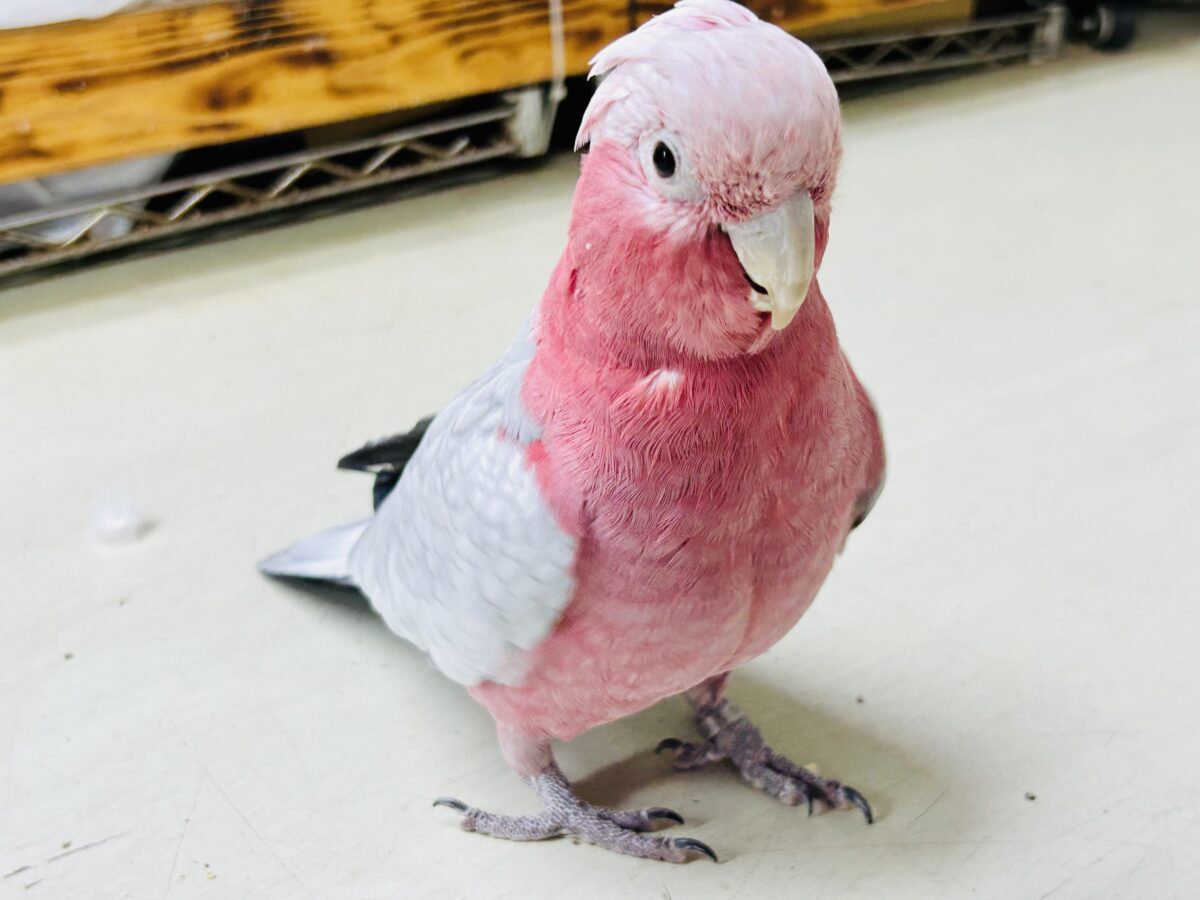 【動画更新☆☆】かわいさプワワッ💖✧*。オドロキ桃の木❕🍑💭モモイロインコ(2024年4月生まれ) モモイロインコ