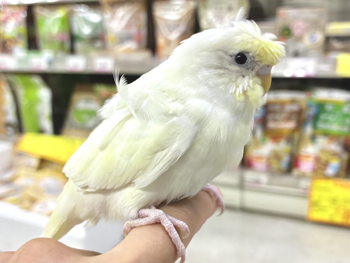 梵天セキセイインコ