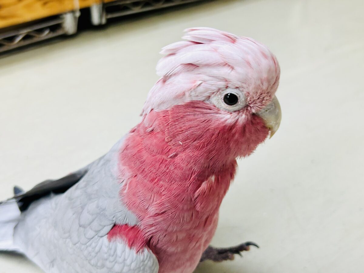 【動画更新☆☆】かわいさプワワッ💖✧*。オドロキ桃の木❕🍑💭モモイロインコ(2024年4月生まれ) モモイロインコ