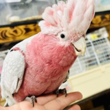 【動画更新☆☆】かわいさﾌﾟﾜﾜｯ💖✧*｡オドロキ桃の木❕🍑💭モモイロインコ(2024年4月生まれ)