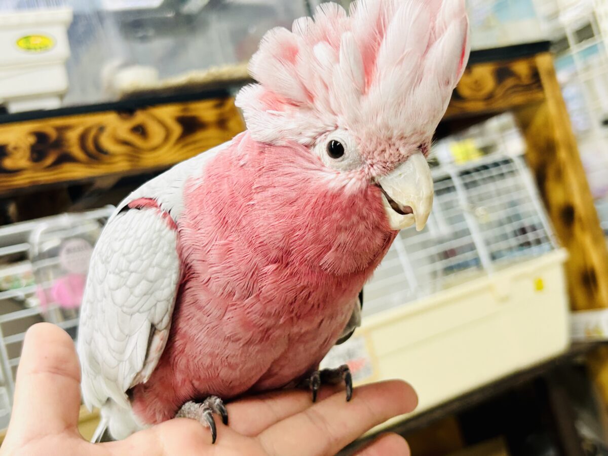 【動画更新☆☆】かわいさプワワッ💖✧*。オドロキ桃の木❕🍑💭モモイロインコ(2024年4月生まれ) モモイロインコ