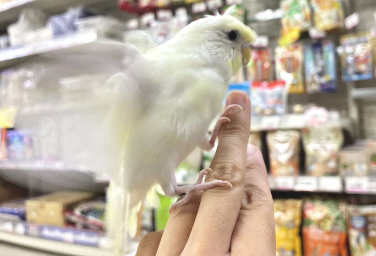 梵天セキセイインコ