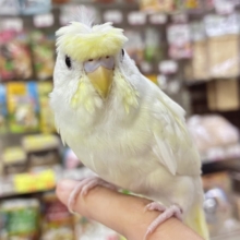 【最新画像更新☆☆】月光照らして🌙⋆*パツくるちゃん？✂️‪ꔛ‬梵天セキセイインコ(クリーム系/2026年5月下旬~6月上旬生まれ)