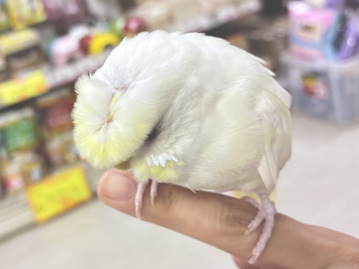 梵天セキセイインコ