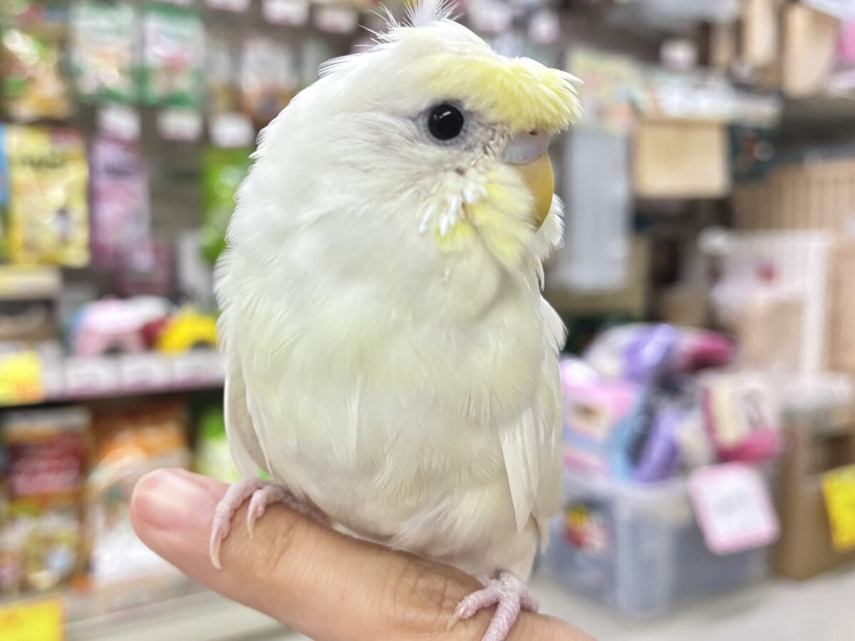 梵天セキセイインコ
