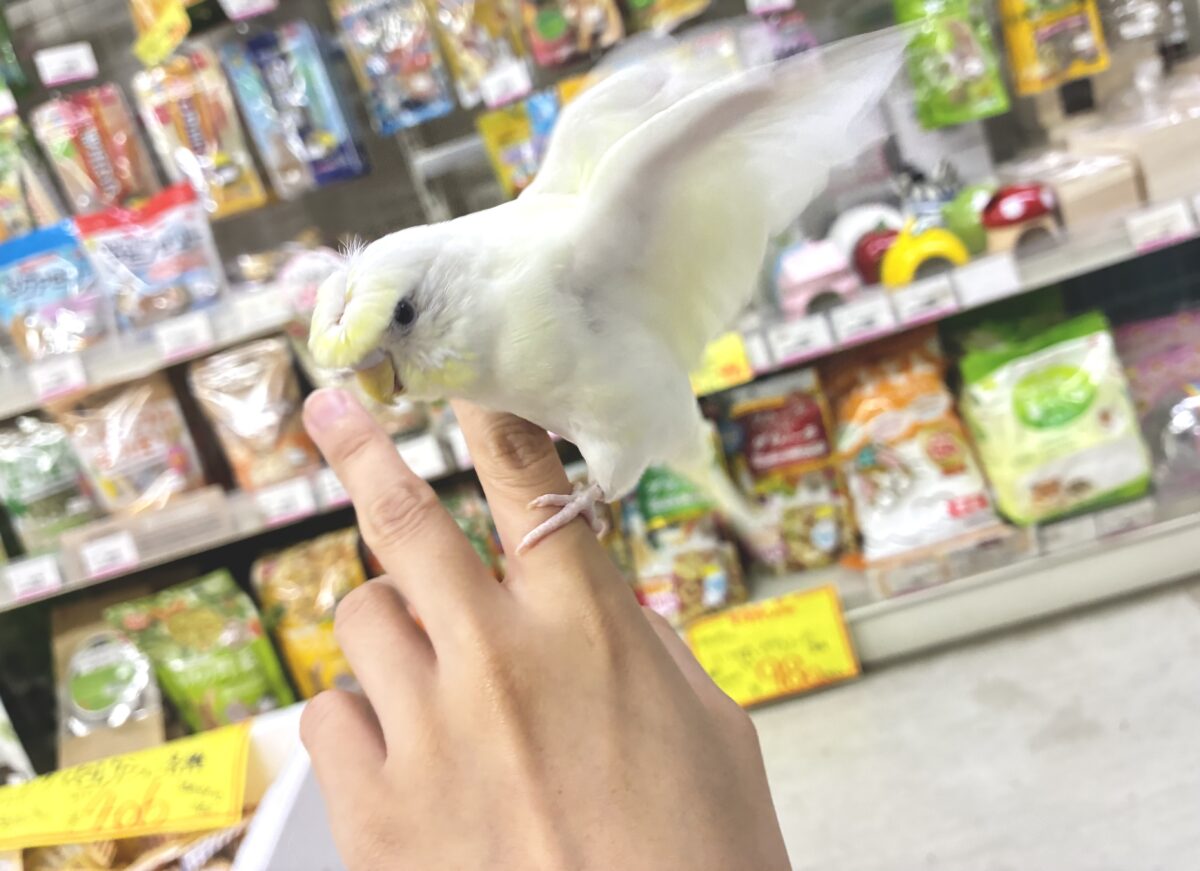 梵天セキセイインコ