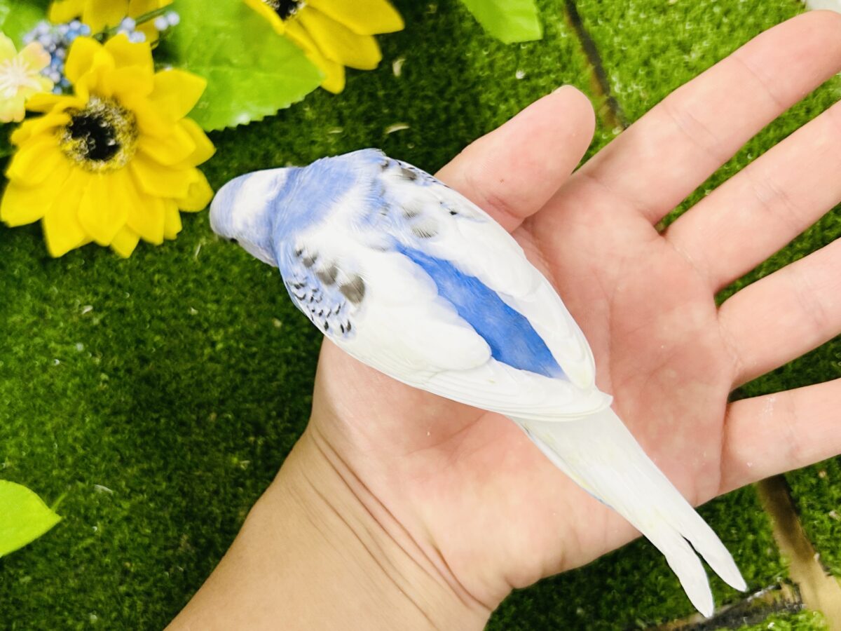 【最新画像更新☆☆】🌊ざっぷーん🌊ハレゾラにHELLO❕☀️セキセイインコ(ブルーパイド/2026年7月生まれ) セキセイインコ