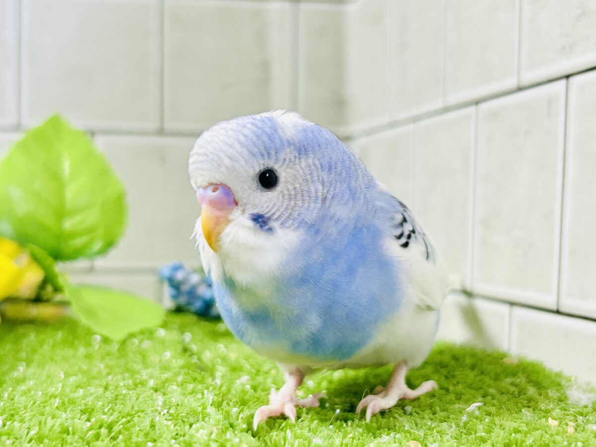 【最新画像更新☆☆】🌊ざっぷーん🌊ハレゾラにHELLO❕☀️セキセイインコ(ブルーパイド/2026年7月生まれ) セキセイインコ