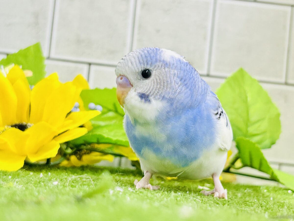 【最新画像更新☆☆】🌊ざっぷーん🌊ハレゾラにHELLO❕☀️セキセイインコ(ブルーパイド/2026年7月生まれ) セキセイインコ