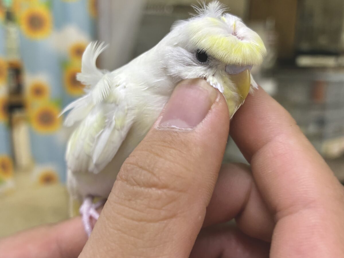梵天セキセイインコ
