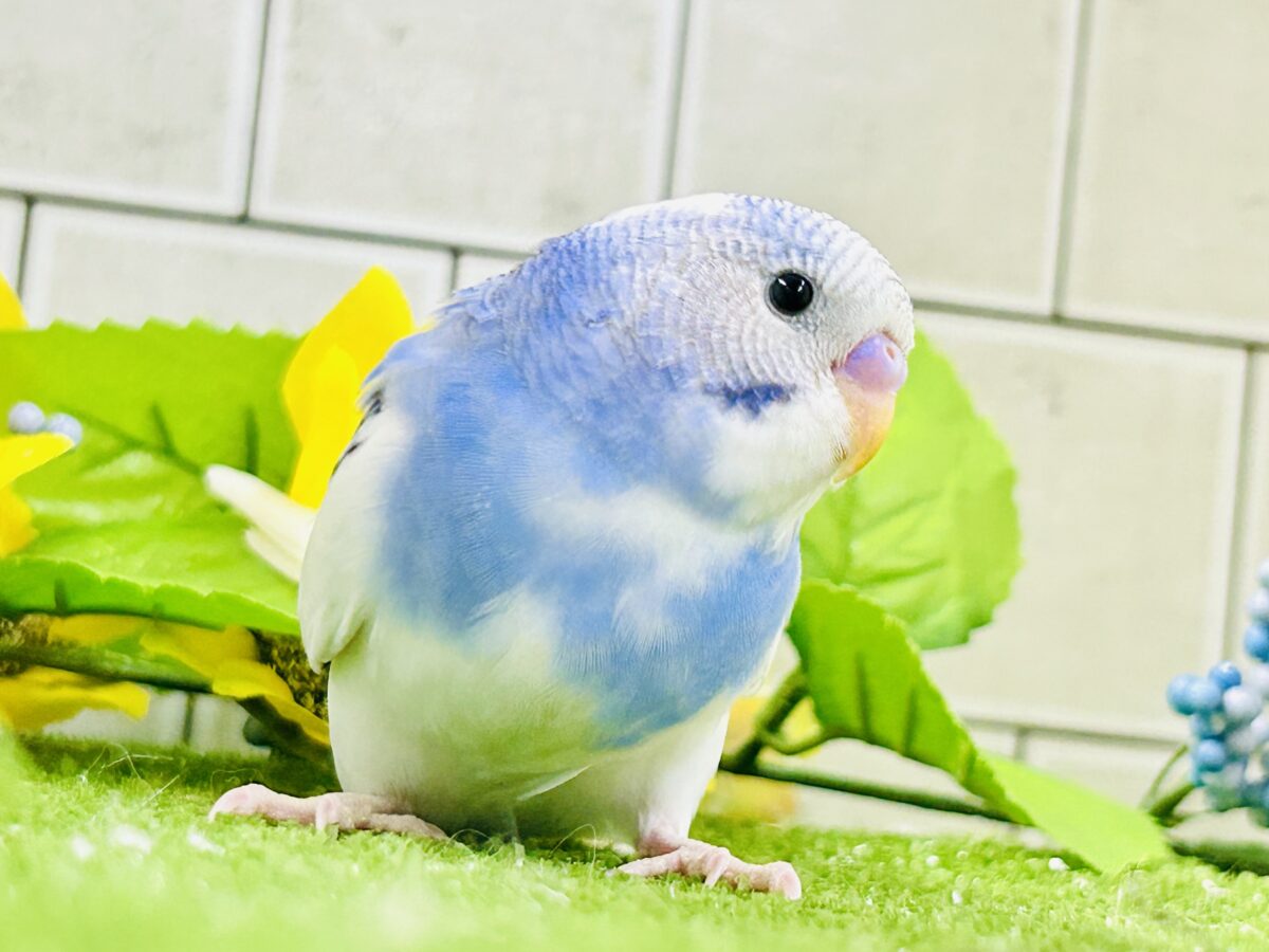 【最新画像更新☆☆】🌊ざっぷーん🌊ハレゾラにHELLO❕☀️セキセイインコ(ブルーパイド/2026年7月生まれ) セキセイインコ