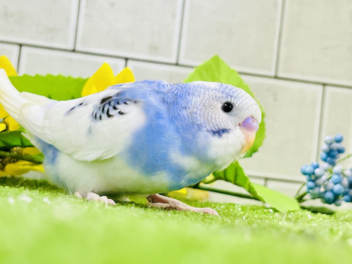 【最新画像更新☆☆】🌊ざっぷーん🌊ハレゾラにHELLO❕☀️セキセイインコ(ブルーパイド/2026年7月生まれ) セキセイインコ