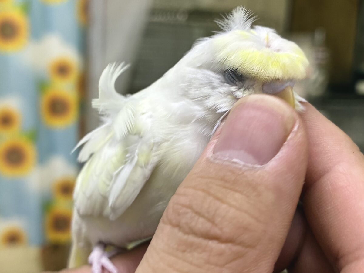 梵天セキセイインコ