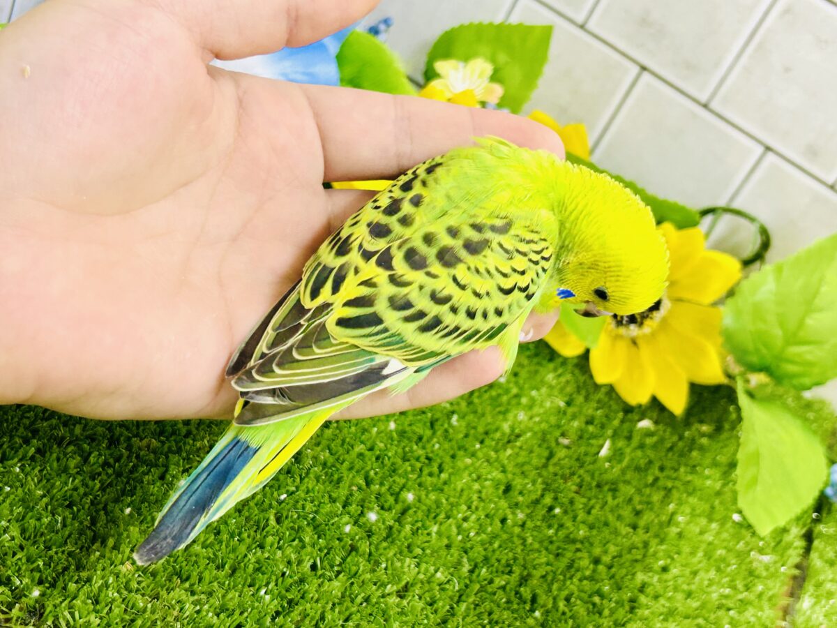【最新画像更新☆☆】陽の光輝け☀️𓈒𓏸マスカット❕💚🍇セキセイインコ(グリーンオパーリン/2026年7月生まれ) セキセイインコ