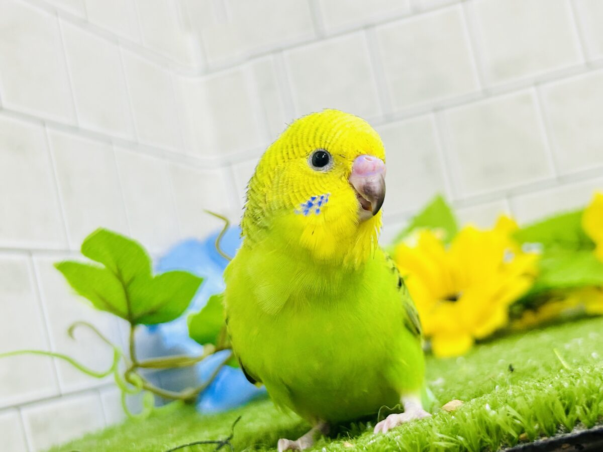 【最新画像更新☆☆】陽の光輝け☀️𓈒𓏸マスカット❕💚🍇セキセイインコ(グリーンオパーリン/2026年7月生まれ) セキセイインコ