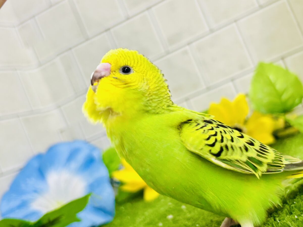 【最新画像更新☆☆】陽の光輝け☀️𓈒𓏸マスカット❕💚🍇セキセイインコ(グリーンオパーリン/2026年7月生まれ) セキセイインコ