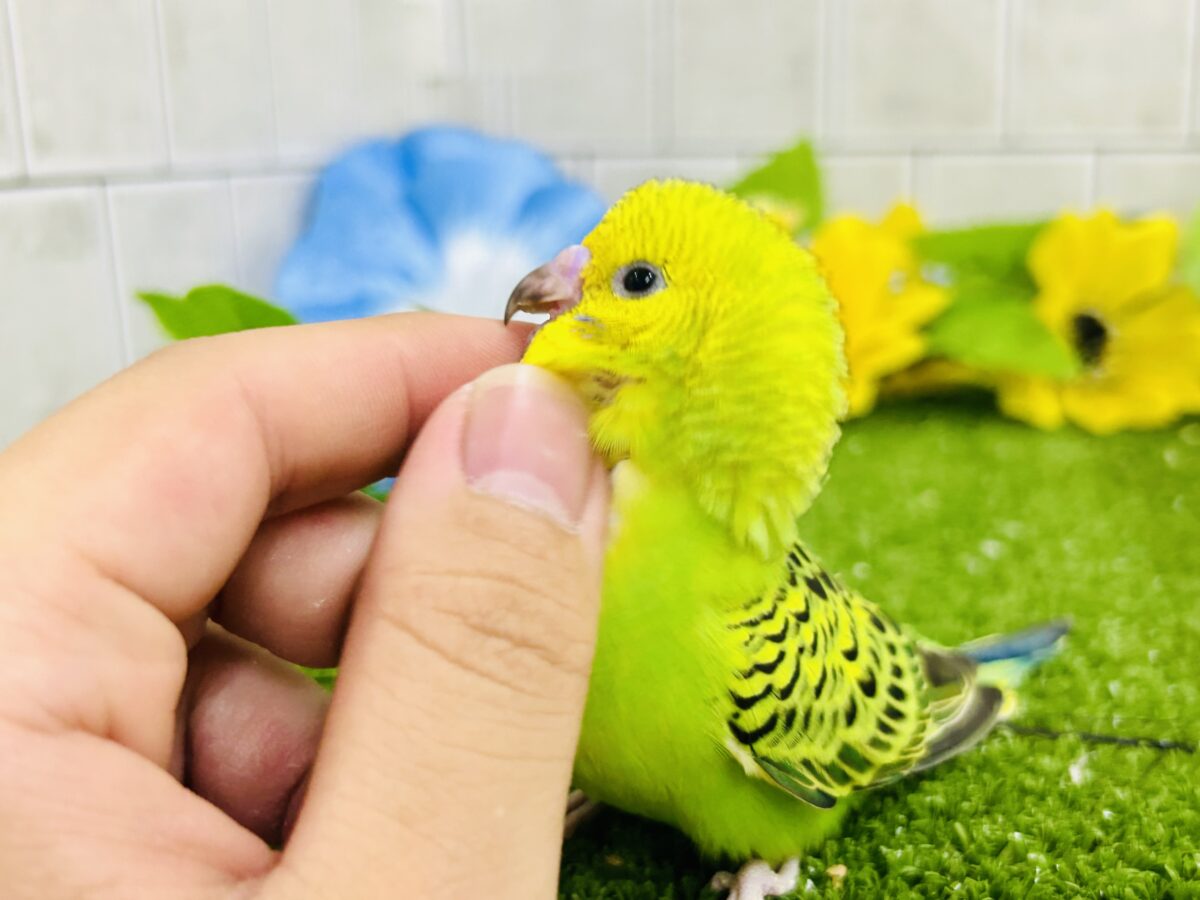 【最新画像更新☆☆】陽の光輝け☀️𓈒𓏸マスカット❕💚🍇セキセイインコ(グリーンオパーリン/2026年7月生まれ) セキセイインコ