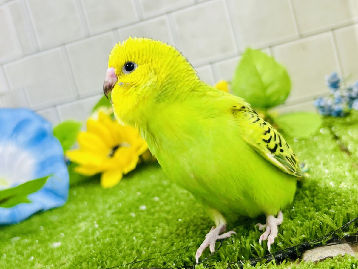 【最新画像更新☆☆】陽の光輝け☀️𓈒𓏸マスカット❕💚🍇セキセイインコ(グリーンオパーリン/2026年7月生まれ) セキセイインコ