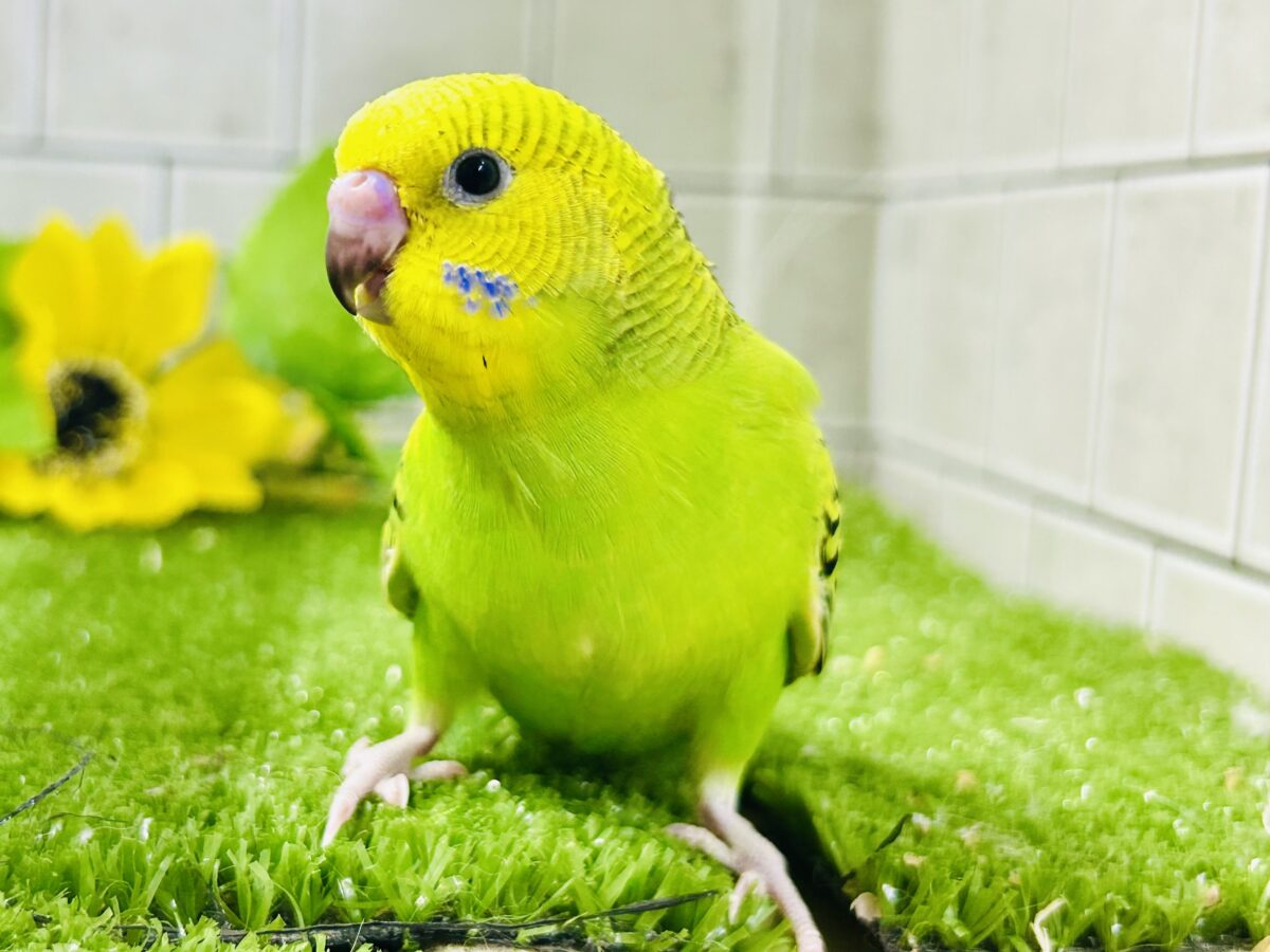 【最新画像更新☆☆】陽の光輝け☀️𓈒𓏸マスカット❕💚🍇セキセイインコ(グリーンオパーリン/2026年7月生まれ) セキセイインコ