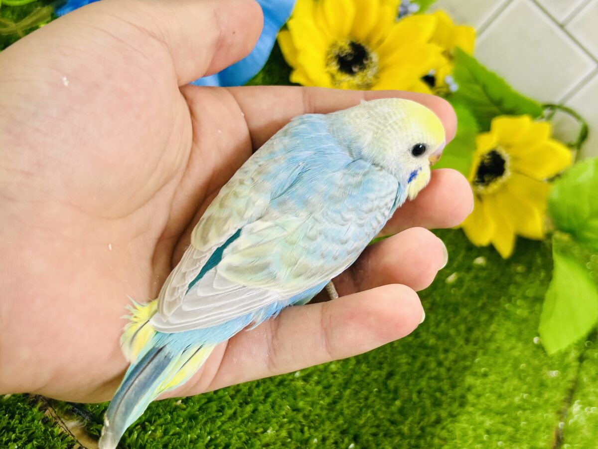 【最新画像更新☆☆】シャリシャリ🍧はじけたSODA🫧🥤セキセイインコ(パステルレインボー/2026年 セキセイインコ