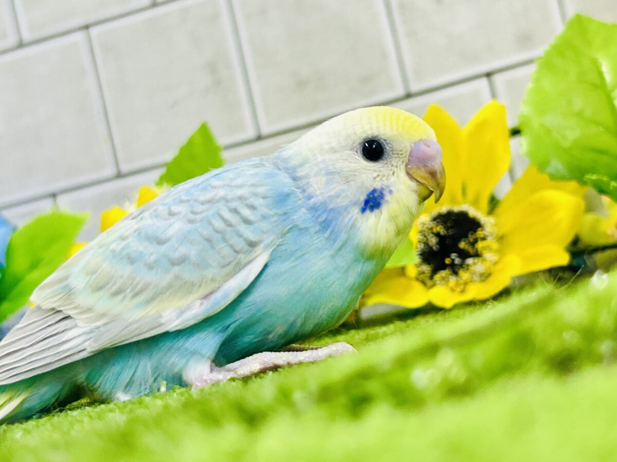 【最新画像更新☆☆】シャリシャリ🍧はじけたSODA🫧🥤セキセイインコ(パステルレインボー/2026年 セキセイインコ