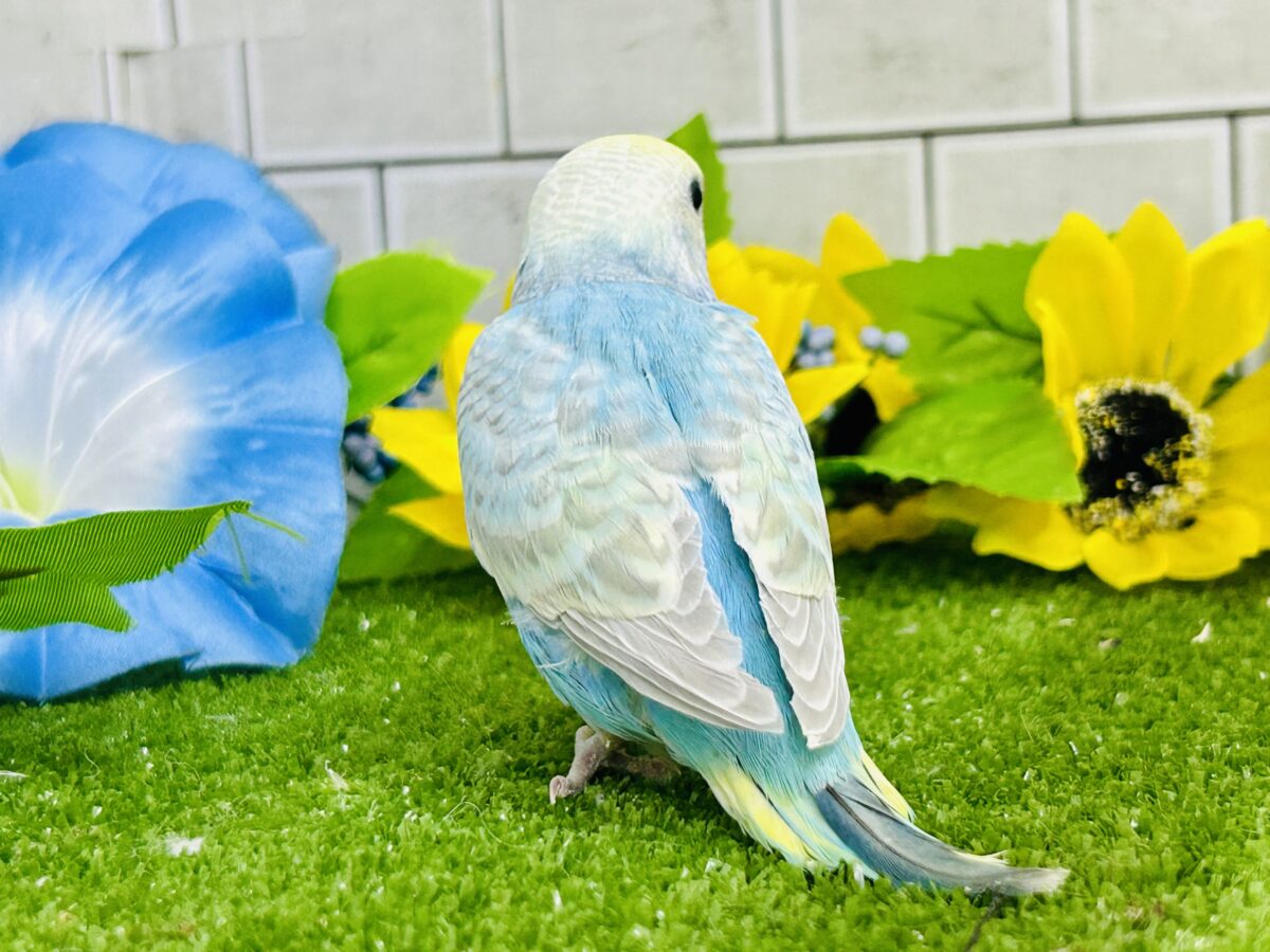 【最新画像更新☆☆】シャリシャリ🍧はじけたSODA🫧🥤セキセイインコ(パステルレインボー/2026年 セキセイインコ