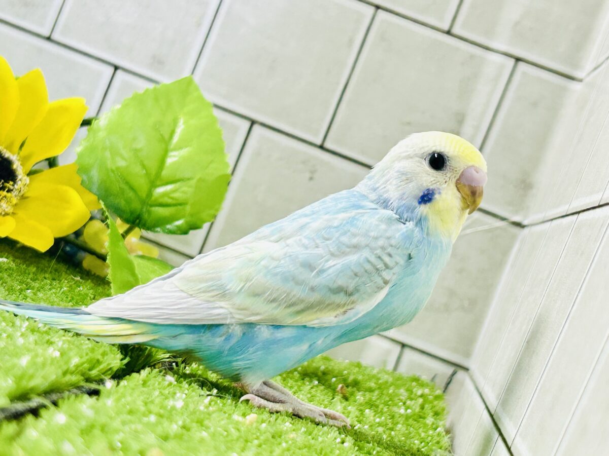 【最新画像更新☆☆】シャリシャリ🍧はじけたSODA🫧🥤セキセイインコ(パステルレインボー/2026年 セキセイインコ