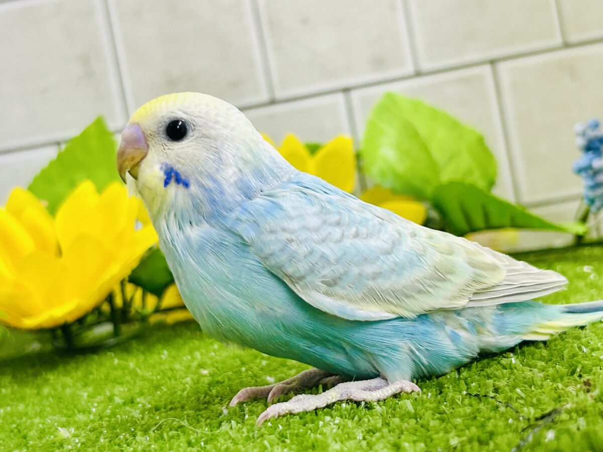 【最新画像更新☆☆】シャリシャリ🍧はじけたSODA🫧🥤セキセイインコ(パステルレインボー/2026年 セキセイインコ
