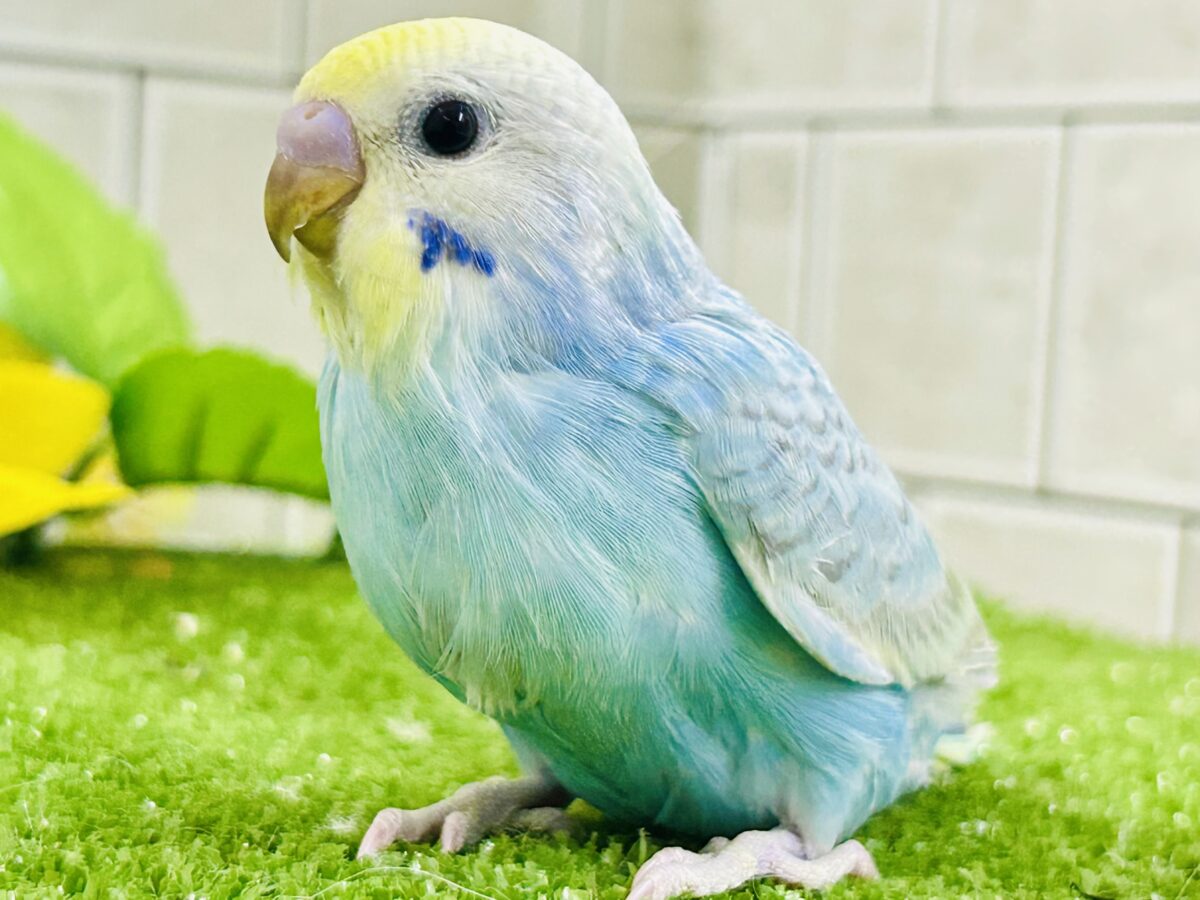 【最新画像更新☆☆】シャリシャリ🍧はじけたSODA🫧🥤セキセイインコ(パステルレインボー/2026年 セキセイインコ