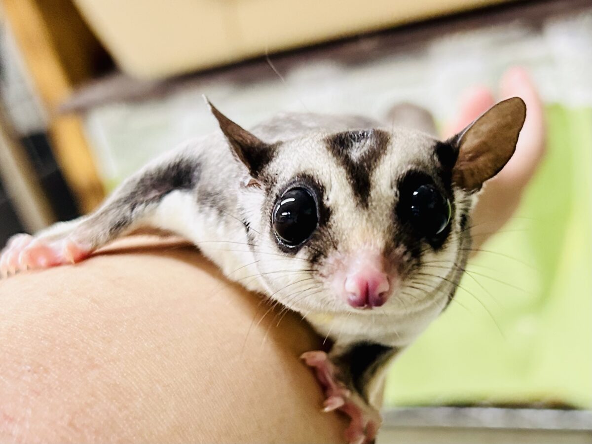 【最新画像更新☆☆】ミルクうまうま🍼 フクロモモンガ フクロモモンガ