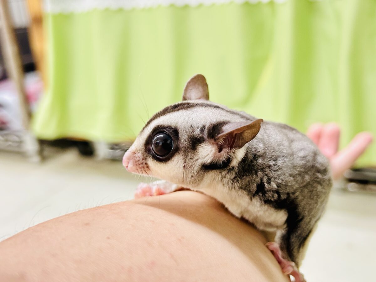 【最新画像更新☆☆】ミルクうまうま🍼 フクロモモンガ フクロモモンガ