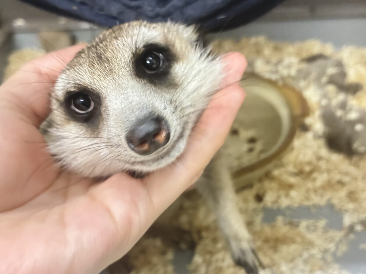 甘えられる人を探してキョロキョロ👀 ミーアキャット ミーアキャット