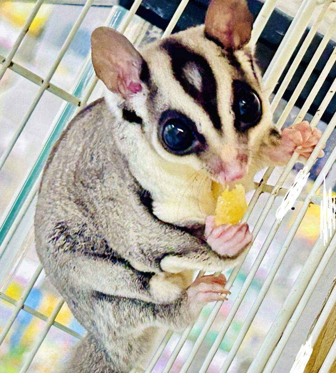 【最新画像更新☆☆】ミルクうまうま🍼 フクロモモンガ フクロモモンガ