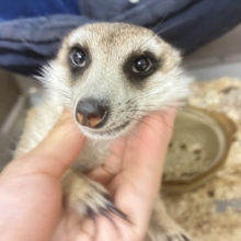 甘えられる人を探してキョロキョロ👀　ミーアキャット